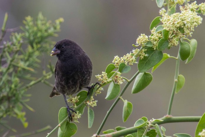 behaviour in galapagos finches, antipredator behaviour