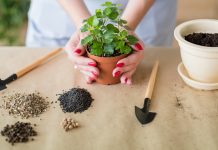 how can gardening help you, mental health