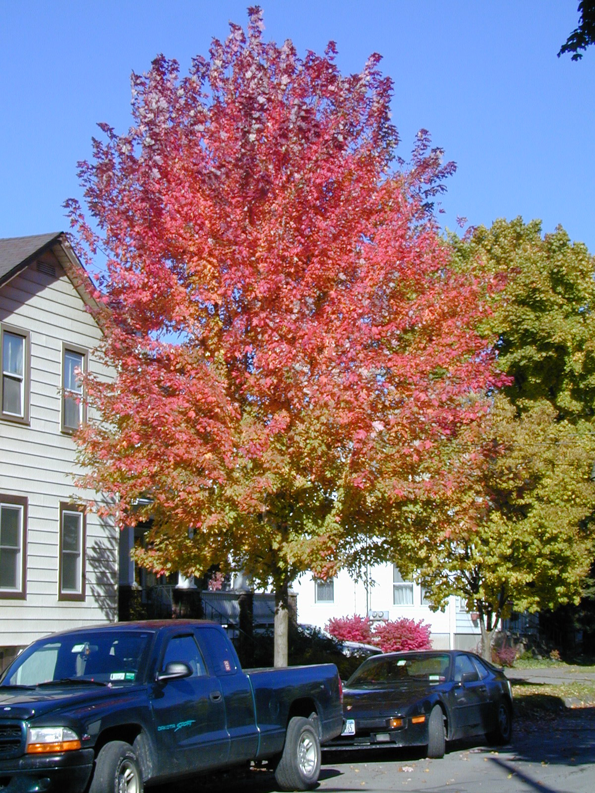 autumn leaf colour, plant science