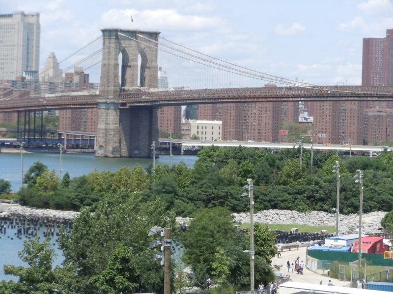 Urban trees in Brooklyn