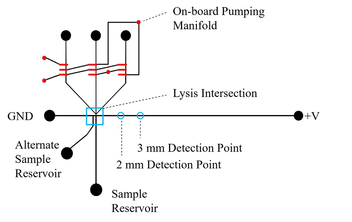 cell organelles, microfluidic isolation