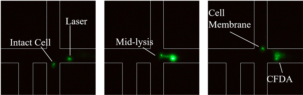 cell organelles, microfluidic isolation