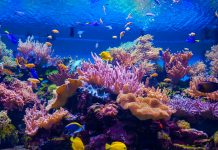 microfragmentation, coral reef