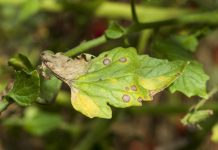 Late blight in tomato plants