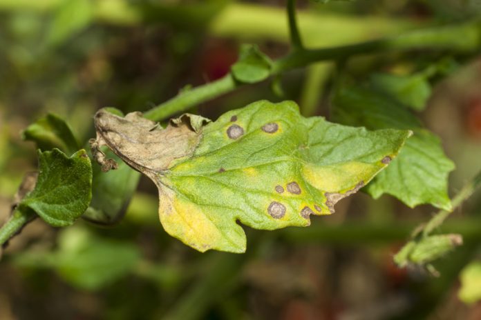 Late blight in tomato plants