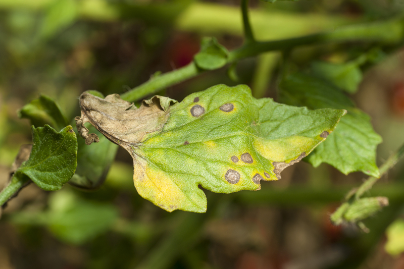 Late Blight Not An Isolated Disease But Part Of A Bigger Complex,What Does Elope Mean In Medical Terms