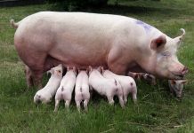 fertility in pigs