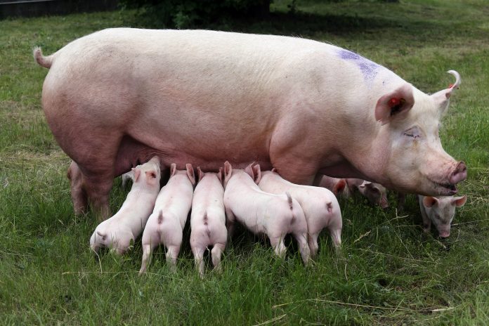 fertility in pigs