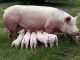 fertility in pigs