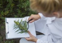 cannabinoid research