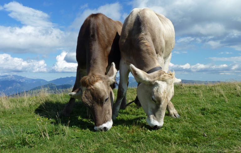 regenerative grazing