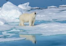 solve the climate crisis, COP25