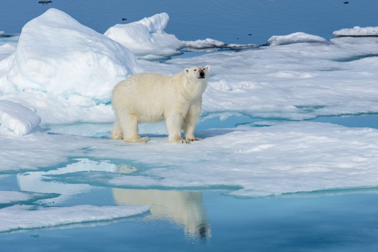 solve the climate crisis, COP25