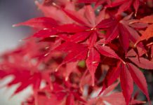 autumn leaf colour, plant science