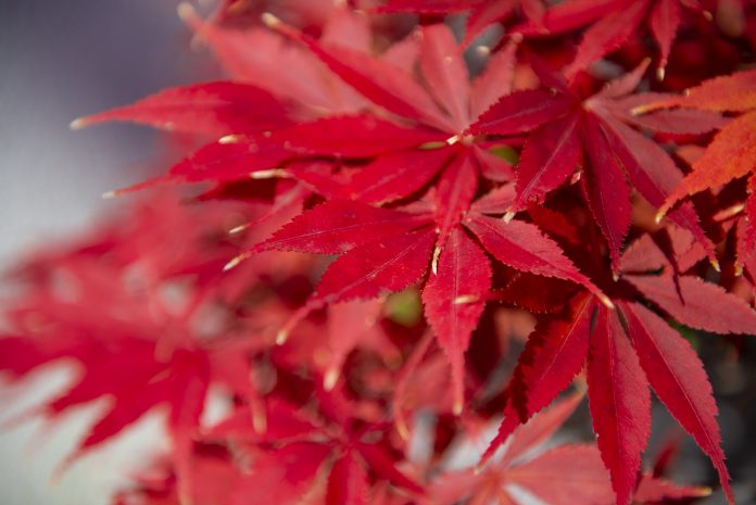 autumn leaf colour, plant science