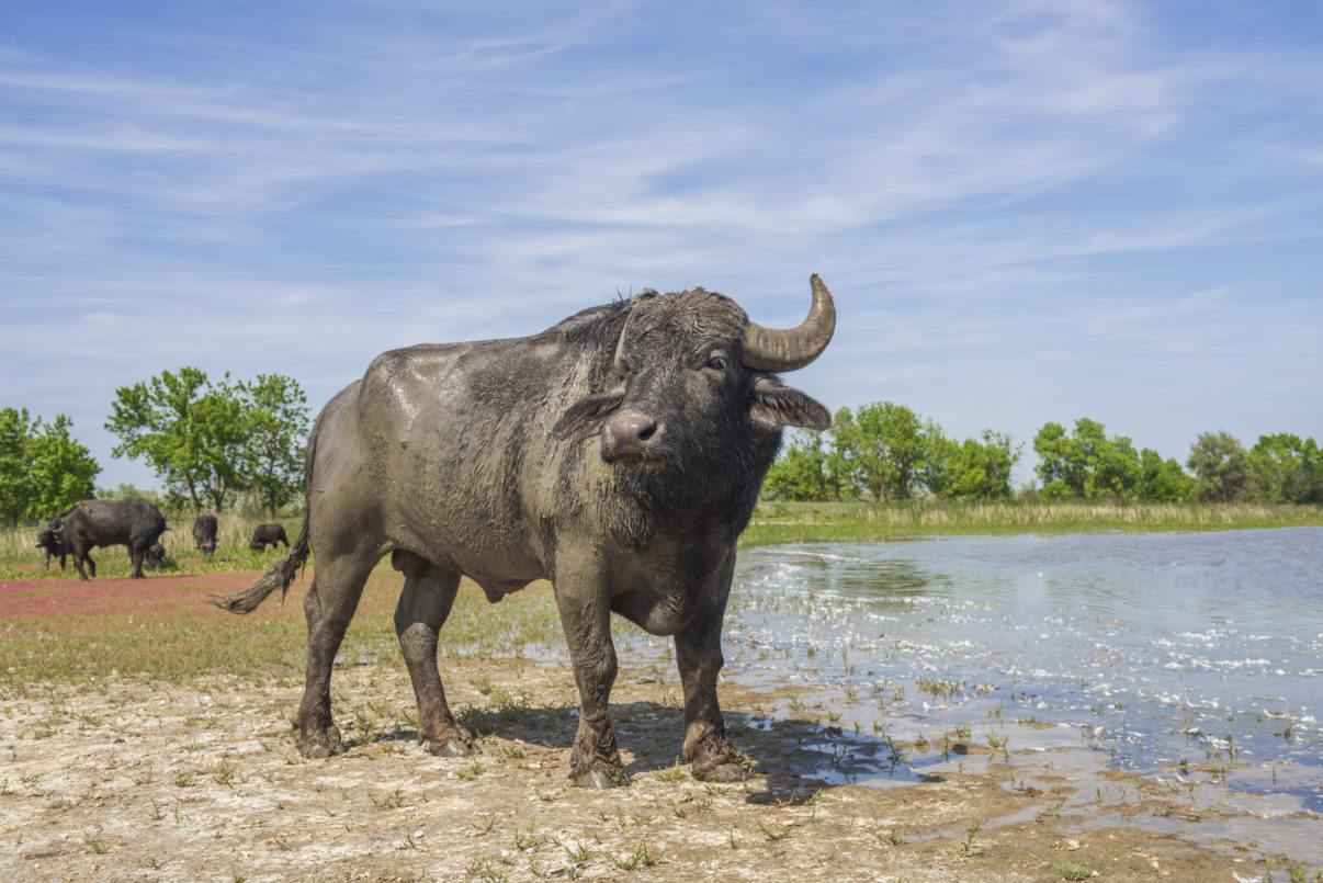 conservation success stories, ecosystem