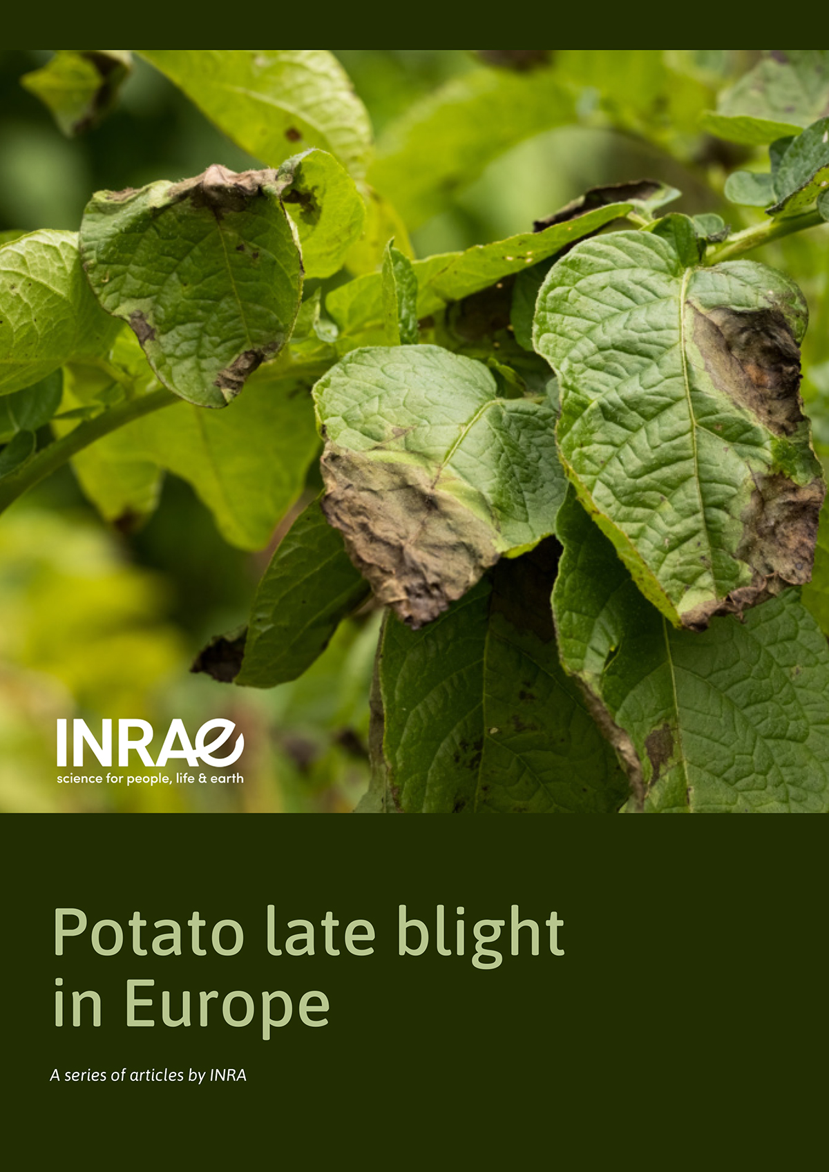 Potato late blight in Europe