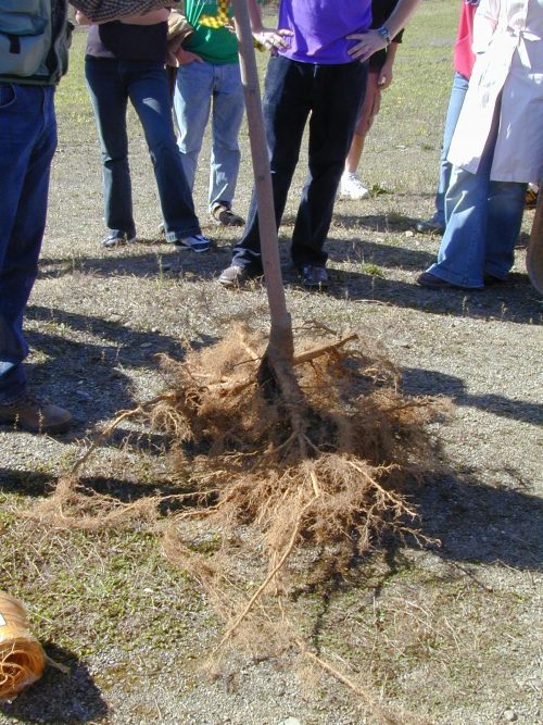 Urban tree plantation