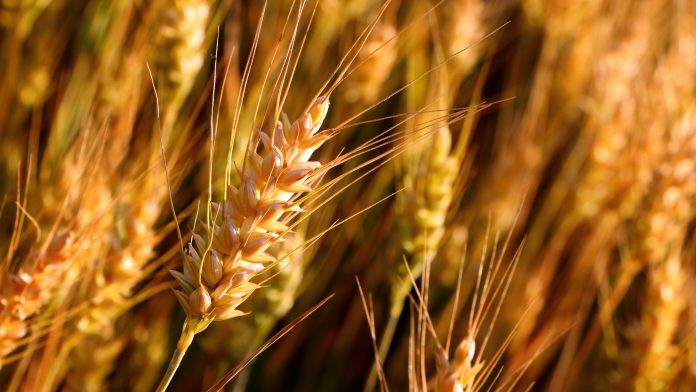wheat cultivation