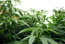 medical cannabis market in denmark