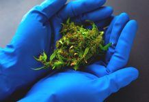 UK’s medical cannabis industry