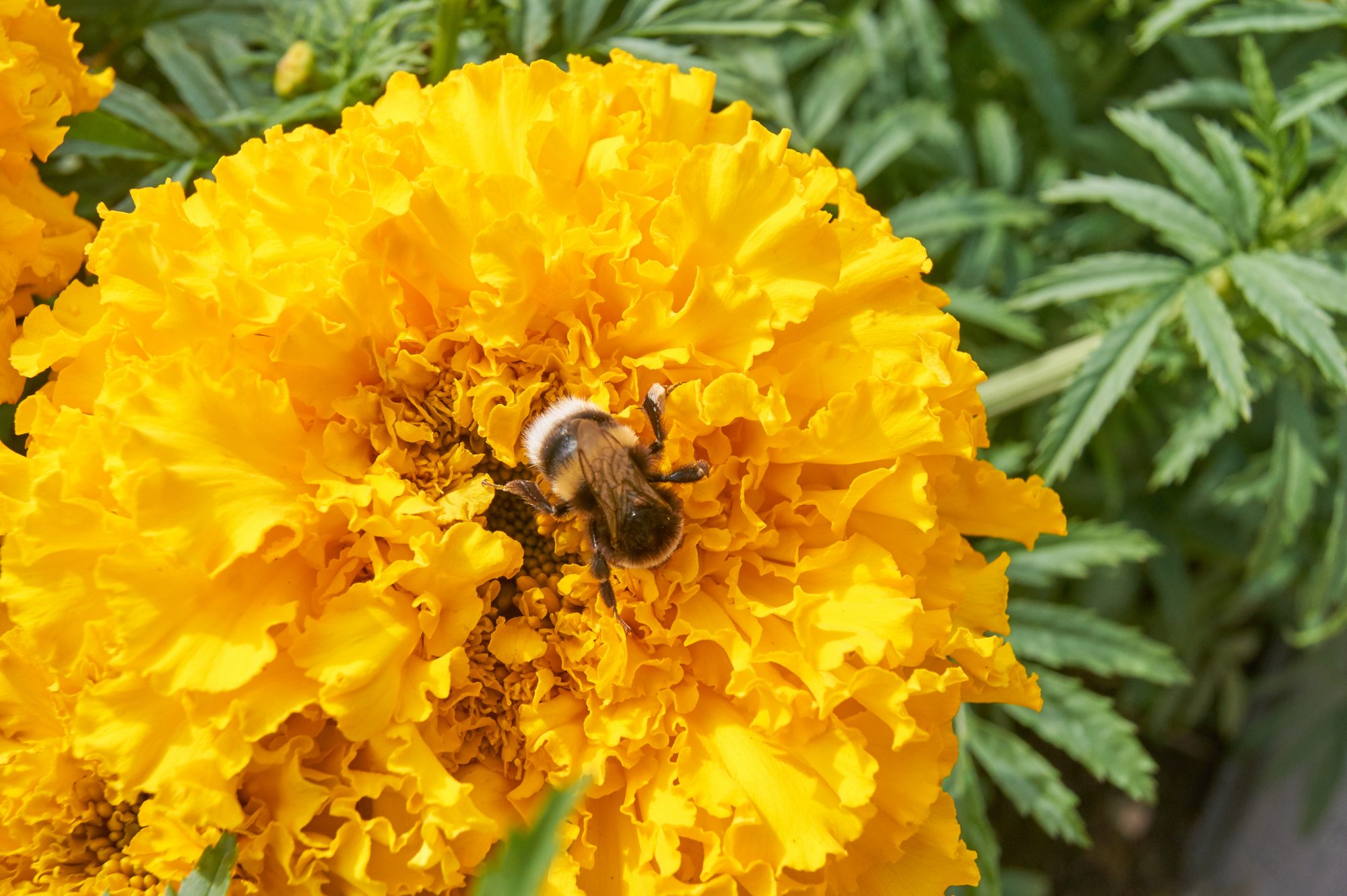bumble bees need biodiversity, technical university of munich