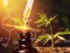 rise of cannabidiol