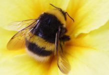 bumble bees need biodiversity, technical university of munich
