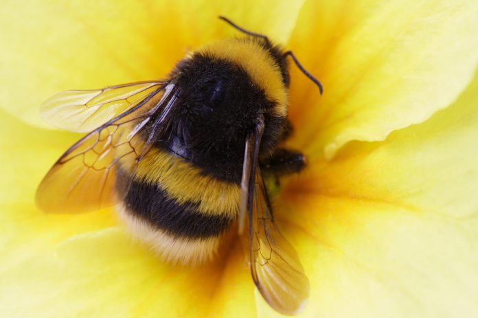 bumble bees need biodiversity, technical university of munich