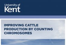 cattle production, meat