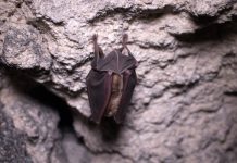 COVID-19 research, bats