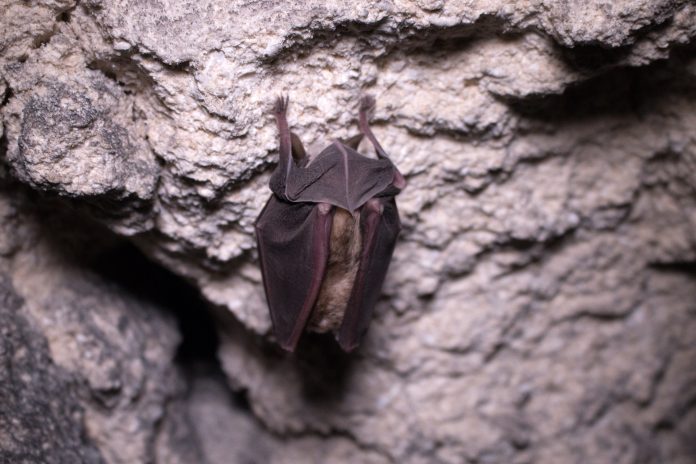 COVID-19 research, bats