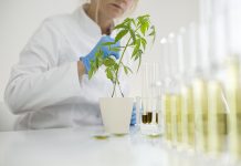 cannabinoids in medicine, epilepsy