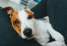 cancer in dogs and humans