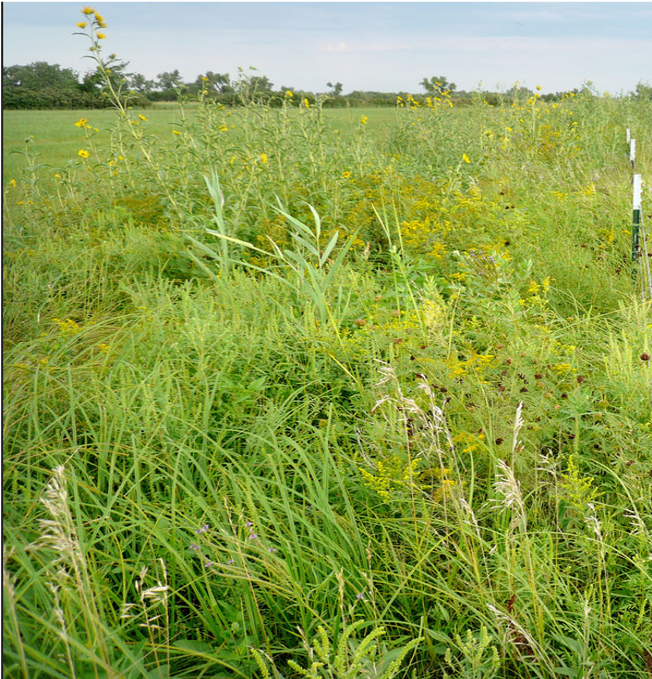 sustainable agroecosystems, grazing