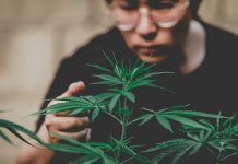 access to medicinal cannabis, trevor jones