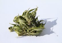 cannabis edibles, biomedical