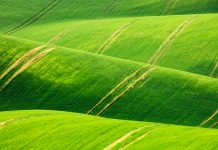 sustainable agroecosystems, grazing