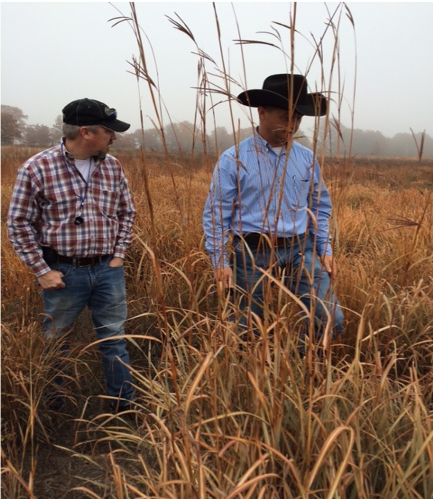 sustainable agroecosystems, grazing