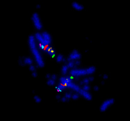 conservation efforts, chromosome