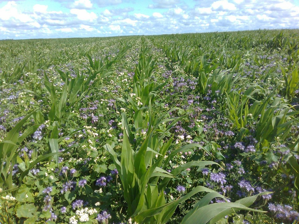 Sustainable agroecosystems