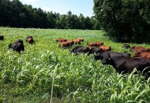 sustainable agroecosystems
