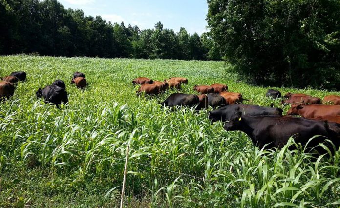 sustainable agroecosystems