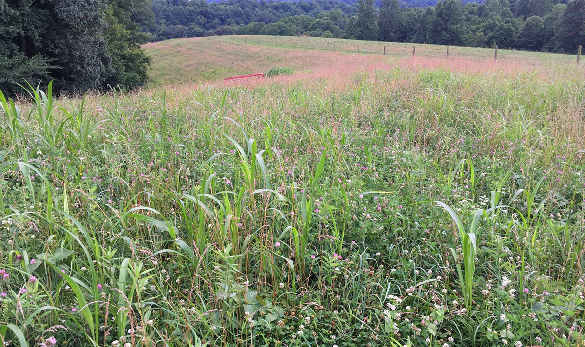 Sustainable agroecosystems