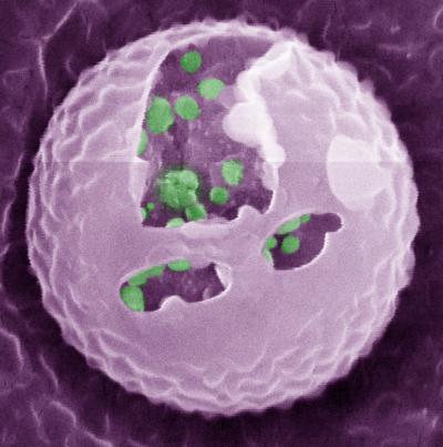 artificial beta cells