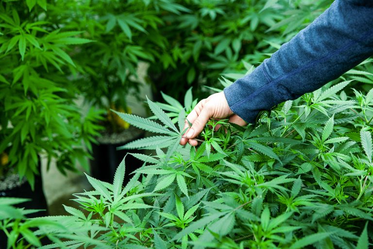 legalising medical cannabis
