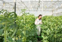 Tomato crop