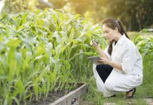 plant essential oils, iowa state