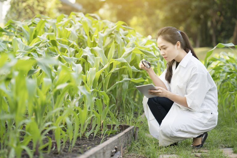 plant essential oils, iowa state