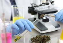 cannabinoid research